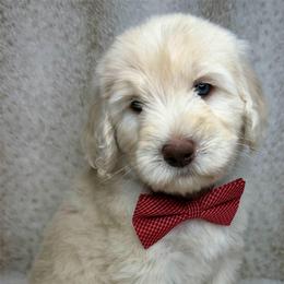 Skyler - Caramel cream male Australian Labradoodle puppy in Upland, California from Kings Labradoodles