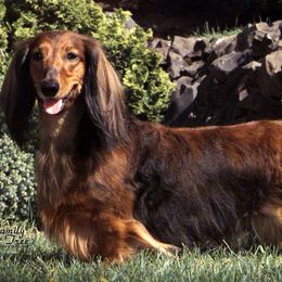 Dachshunds from Riverwind