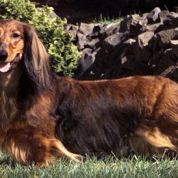 Dachshunds from Riverwind