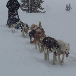 Siberian Huskies from Umunhum