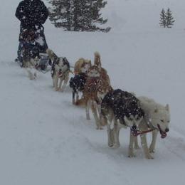 Siberian Huskies from Umunhum
