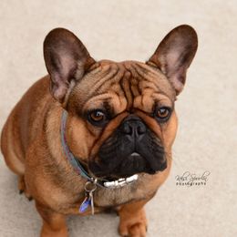 Gidget - French Bulldog