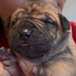 Girl 7 - Fawn female Boerboel puppy in Bon Aqua, Tennessee from Erickson Ranch Boerboels