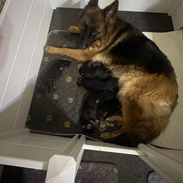 Litter announcement - German Shepherd