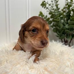 Female Three - Chocolate and tan female Dachshund puppy in Blackstone, Virginia from Cheyenne's Dachshunds