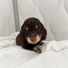 Kendry - Chocolate and cream male Dachshund puppy in San Diego, California from Enchanted little dachshunds