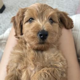 Goldendoodle puppies from My Sweetest Doodle