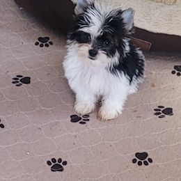 Tiny Jim. - Parti male Yorkshire Terrier puppy in Buda, Texas from BIOLA'S YORKIES