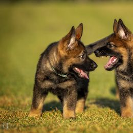 German Shepherd Puppies from Sommerfeld German Shepherds
