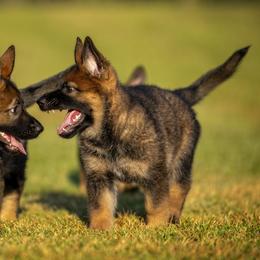 German Shepherd Puppies from Sommerfeld German Shepherds