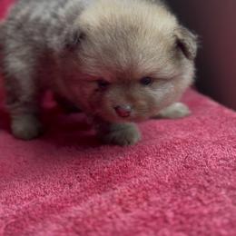 Ptolomy - Chocolate sable male Pomeranian puppy in Silver Springs, Florida from Gigi’s Pocket Poms