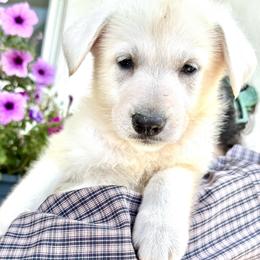 Rapha - White female German Shepherd puppy in Perkasie, Pennsylvania from Twila Ruth Herot