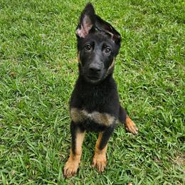 Falka - BT Female - Black and tan female German Shepherd puppy in Conroe, Texas from Aus der Asche German Shepherds