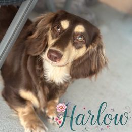 Harlow - Dachshund