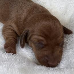 Cherry - Red female Dachshund puppy in Wallingford, Kentucky from Hensley Homestead Dachshunds