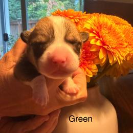 Green boy - Red male Pembroke Welsh Corgi puppy in Woodinville, Washington from Heatherland Corgis