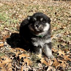 Finnish Lapphund Puppies from Akasha Wind