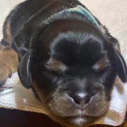 Black and Tan- 2 - Black and tan male Cavalier King Charles Spaniel puppy in Clemmons, North Carolina from Crown Jewel Cavaliers