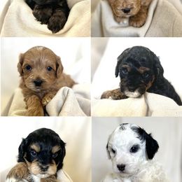 Cavapoo Puppies from The Cavapoo Family