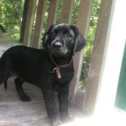 Labrador Retriever Puppies from Labrador Retriever Puppies