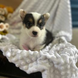 Eve - Black and tan female Pembroke Welsh Corgi puppy in Blair, Wisconsin from Sandy’s Pet Grooming and Boarding & AKC Corgis