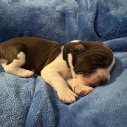 Black - Liver white and roan male English Springer Spaniel puppy in Williston, Florida from Bizzy Farms English Springer Spaniels