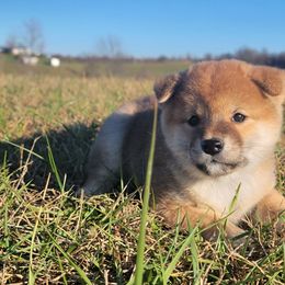 Sif - Shiba Inu puppy in Ohio from Anteiku Shiba Inu