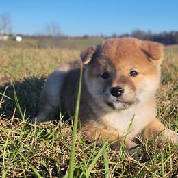 Sif - Shiba Inu puppy in Ohio from Anteiku Shiba Inu