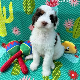 Oslo - Brown and white male Bernedoodle puppy in Katy, Texas from Tails of Cypress