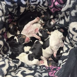 Whitman - Tri-Roan female English Springer Spaniel puppy in Winfield, Tennessee from Murphy Farms and Springers
