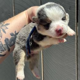 Teddy (blue) - Blue male Pembroke Welsh Corgi puppy in East Oakdale, California from Rhettro Kennels
