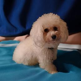 Hope - Havanese