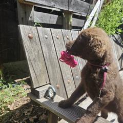Girl 1 - Chesapeake Bay Retriever puppy in Merlin, Oregon from Creekside Chesapeakes