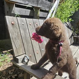 Girl 1 - Chesapeake Bay Retriever puppy in Merlin, Oregon from Creekside Chesapeakes