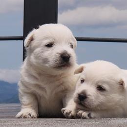West Highland White Terrier Puppies from San Diego Westies