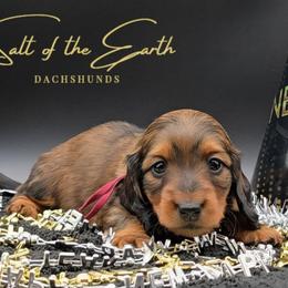 Maroon Collar ON HOLD - Red female Dachshund puppy in Zebulon, North Carolina from Salt of the Earth Dachshunds
