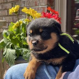 2nd pick female - Black and mahogany female Rottweiler puppy in Burlington, Kentucky from vom Blaurasen Rottweilers