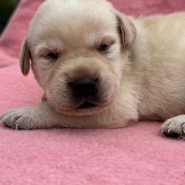 Porky - Yellow male Labrador Retriever puppy in Garnett, Kansas from Timberland Creek Labradors