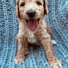 Goldendoodle Puppies from Lucky's Doodlez