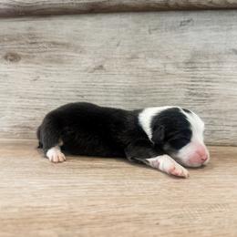 Wish (Fluffy) - Black and tan male Pembroke Welsh Corgi puppy in Pahrump, Nevada from Desert Sunset Pembroke Welsh Corgis