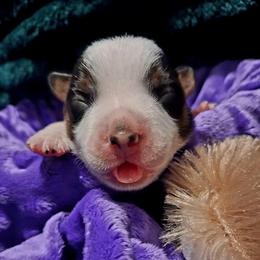 Basil - Blue male Australian Cattle Dog puppy in Fife Lake, Michigan from Kurczak Farm LLC