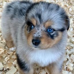 Atlas - Blue merle male Miniature Australian Shepherd puppy in Patterson, North Carolina from DreamLine Aussies