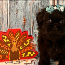 Girl 2 - Shih Tzu puppy in Beatrice, Nebraska from I Shih Tzu Not Puppies