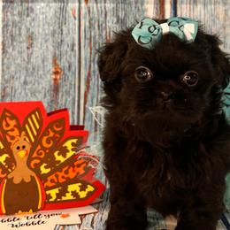 Girl 2 - Shih Tzu puppy in Beatrice, Nebraska from I Shih Tzu Not Puppies