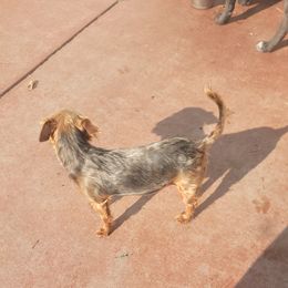 Bella - Yorkshire Terrier