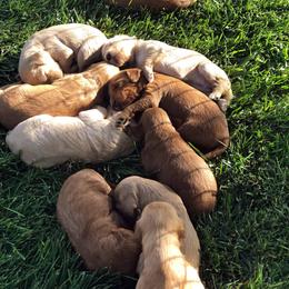 Goldendoodle and Labradoodle Puppies from KZ Kennels