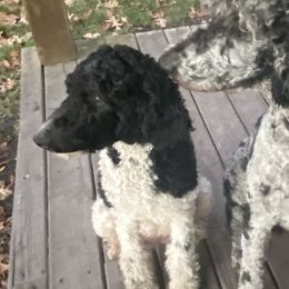 Faith - Poodle