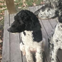 Faith - Poodle