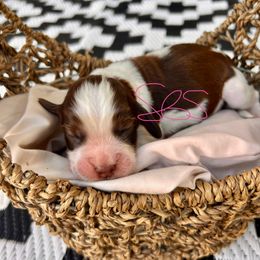 Grandpa - Liver white and tan male English Springer Spaniel puppy in Swainsboro, Georgia from Sweet Georgia Springers