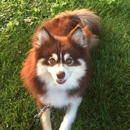 Harry - Pomsky